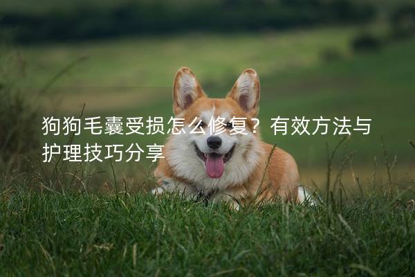 狗狗毛囊受损怎么修复？有效方法与护理技巧分享