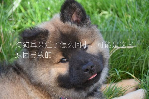狗狗耳朵烂了怎么回事，可能是这些原因导致的