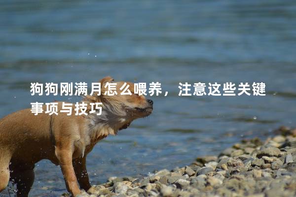 狗狗刚满月怎么喂养，注意这些关键事项与技巧