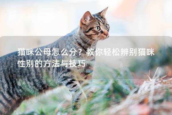 猫咪公母怎么分？教你轻松辨别猫咪性别的方法与技巧