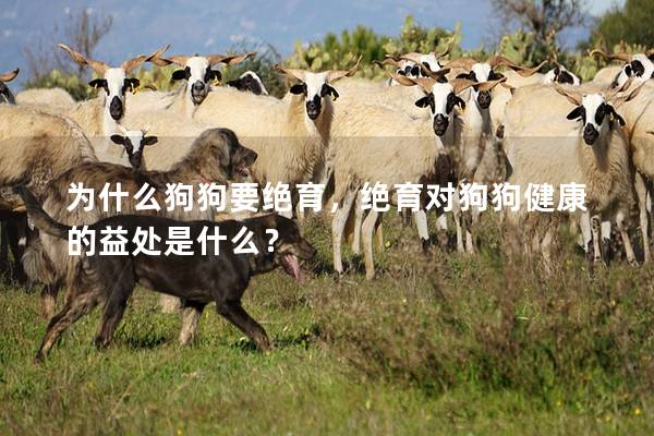 为什么狗狗要绝育，绝育对狗狗健康的益处是什么？