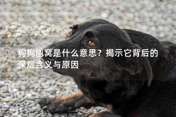 狗狗刨窝是什么意思？揭示它背后的深层含义与原因