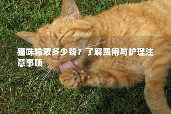 猫咪输液多少钱？了解费用与护理注意事项