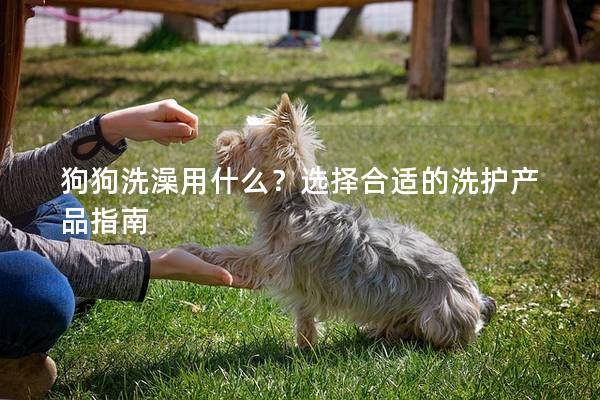 狗狗洗澡用什么？选择合适的洗护产品指南