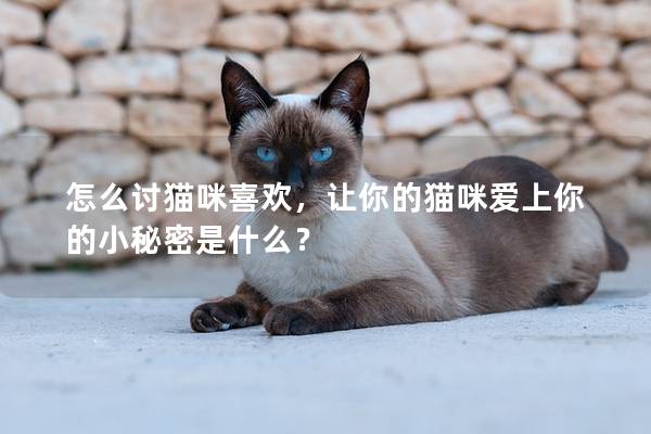 怎么讨猫咪喜欢，让你的猫咪爱上你的小秘密是什么？