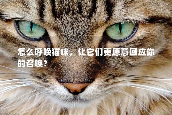 怎么呼唤猫咪，让它们更愿意回应你的召唤？
