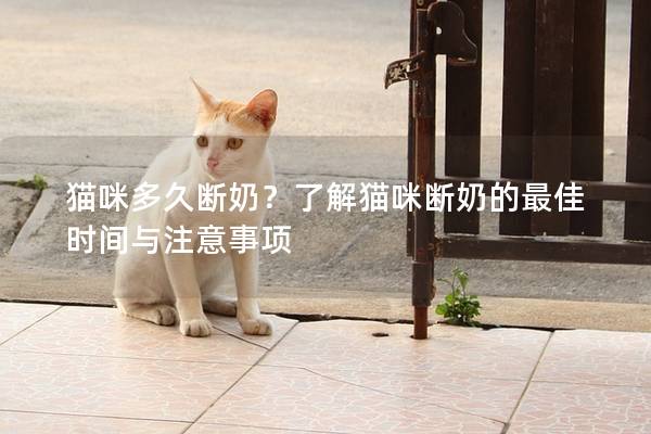 猫咪多久断奶？了解猫咪断奶的最佳时间与注意事项
