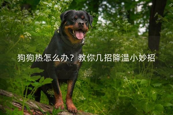 狗狗热怎么办？教你几招降温小妙招