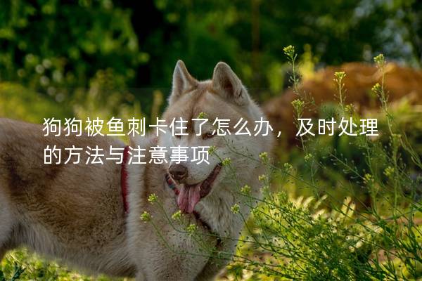 狗狗被鱼刺卡住了怎么办，及时处理的方法与注意事项
