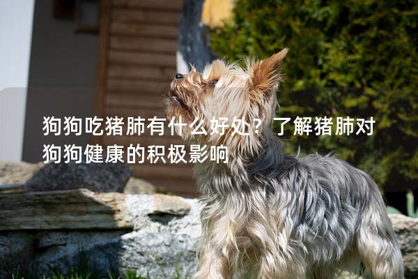 狗狗吃猪肺有什么好处？了解猪肺对狗狗健康的积极影响