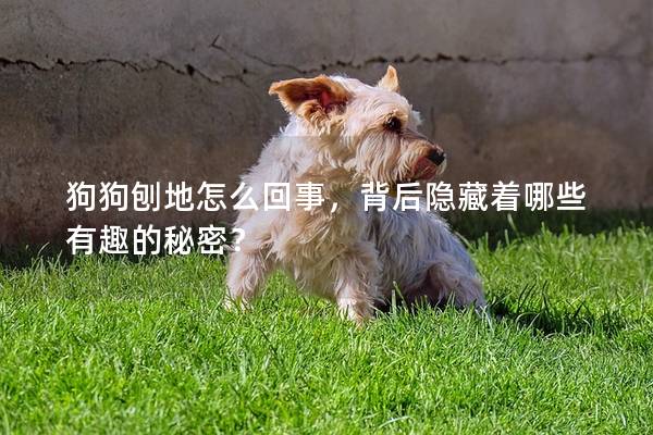 狗狗刨地怎么回事，背后隐藏着哪些有趣的秘密？