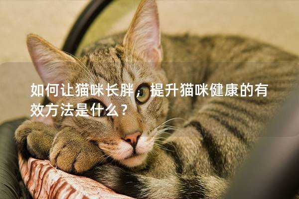 如何让猫咪长胖，提升猫咪健康的有效方法是什么？