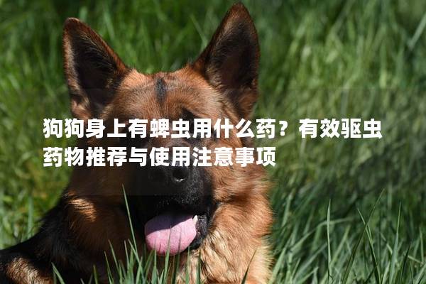 狗狗身上有蜱虫用什么药？有效驱虫药物推荐与使用注意事项