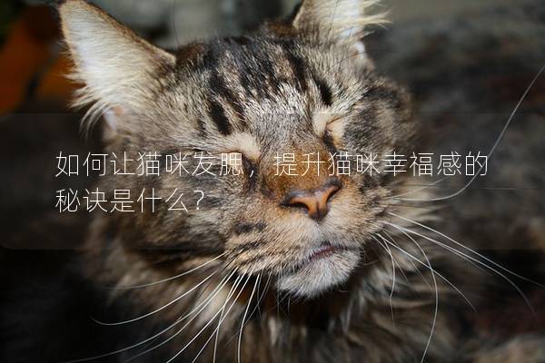 如何让猫咪发腮，提升猫咪幸福感的秘诀是什么？
