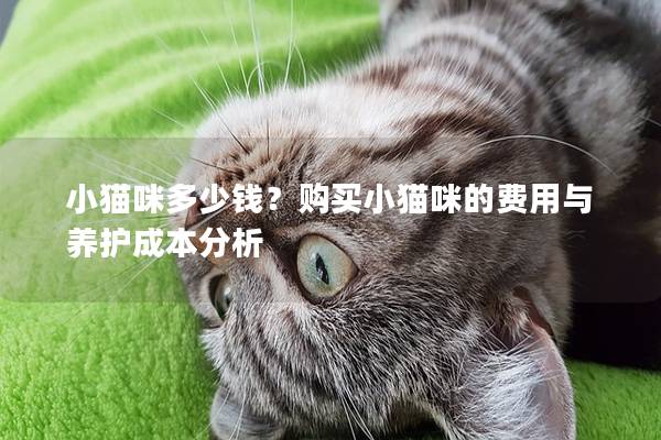 小猫咪多少钱？购买小猫咪的费用与养护成本分析