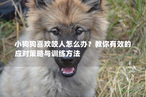 小狗狗喜欢咬人怎么办？教你有效的应对策略与训练方法