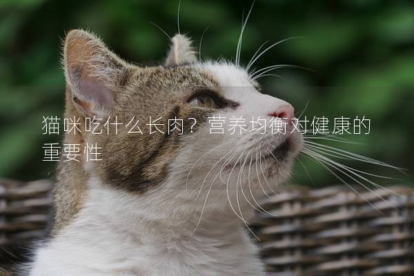 猫咪吃什么长肉？营养均衡对健康的重要性