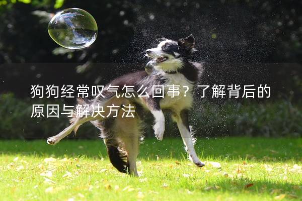 狗狗经常叹气怎么回事？了解背后的原因与解决方法