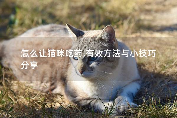 怎么让猫咪吃药,有效方法与小技巧分享