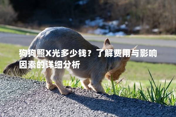 狗狗照X光多少钱？了解费用与影响因素的详细分析