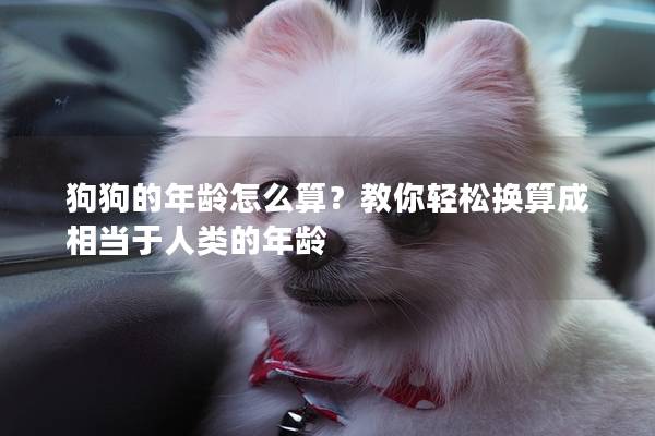 狗狗的年龄怎么算？教你轻松换算成相当于人类的年龄