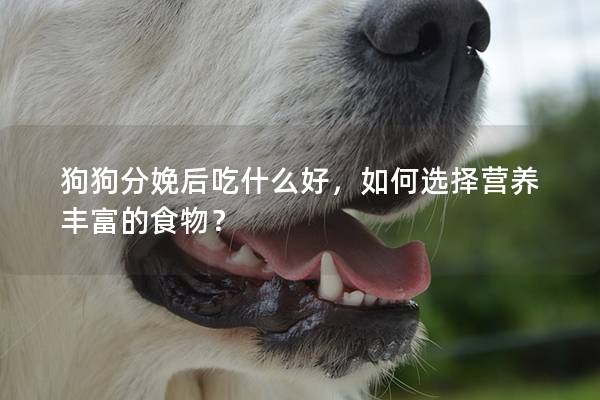 狗狗分娩后吃什么好，如何选择营养丰富的食物？