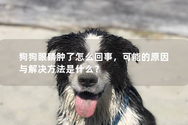 狗狗眼睛肿了怎么回事，可能的原因与解决方法是什么？
