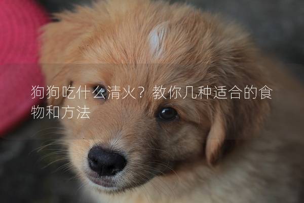 狗狗吃什么清火？教你几种适合的食物和方法