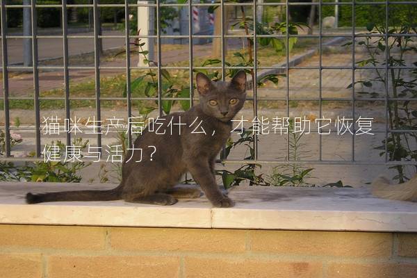 猫咪生产后吃什么，才能帮助它恢复健康与活力？