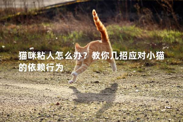 猫咪粘人怎么办？教你几招应对小猫的依赖行为