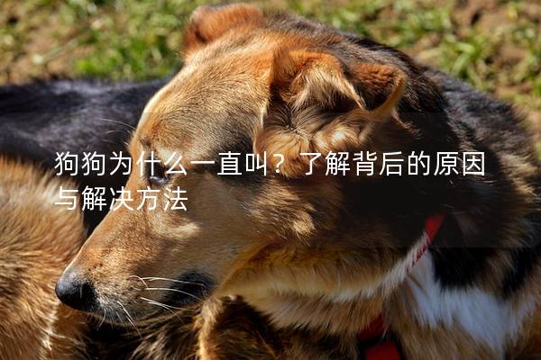 狗狗为什么一直叫？了解背后的原因与解决方法