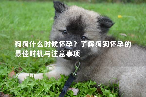 狗狗什么时候怀孕？了解狗狗怀孕的最佳时机与注意事项