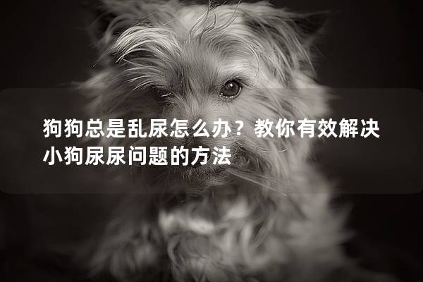 狗狗总是乱尿怎么办？教你有效解决小狗尿尿问题的方法