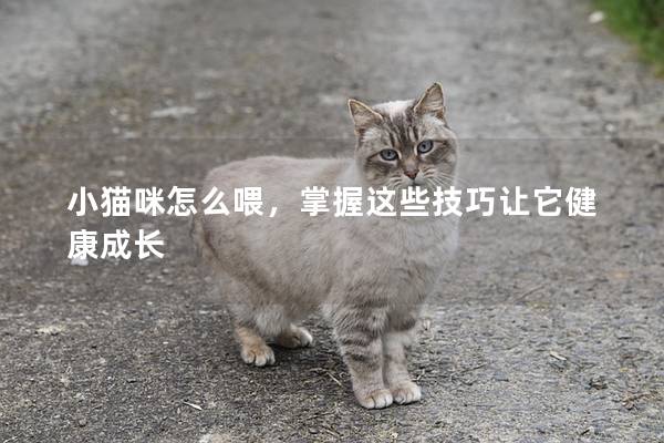 小猫咪怎么喂，掌握这些技巧让它健康成长
