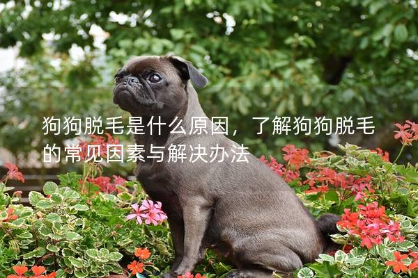 狗狗脱毛是什么原因，了解狗狗脱毛的常见因素与解决办法