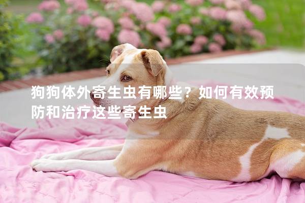 狗狗体外寄生虫有哪些？如何有效预防和治疗这些寄生虫
