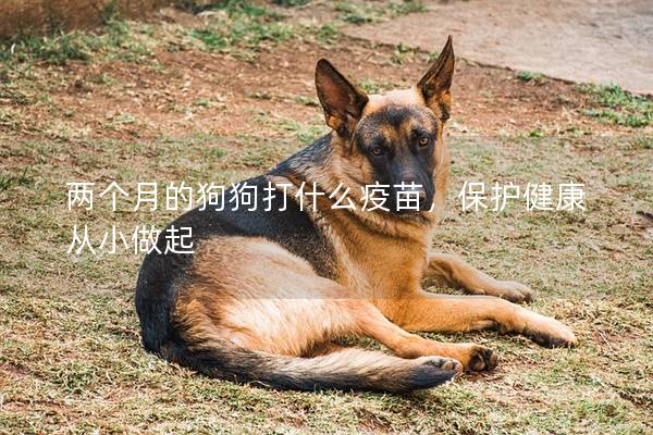 两个月的狗狗打什么疫苗，保护健康从小做起