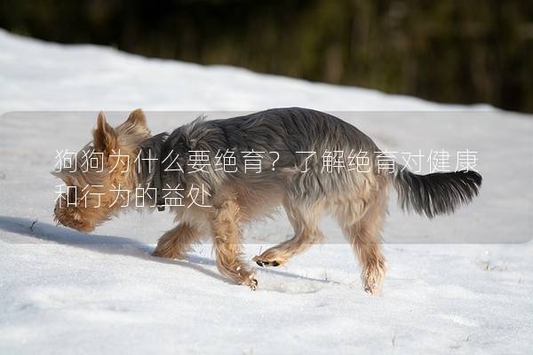 狗狗为什么要绝育？了解绝育对健康和行为的益处