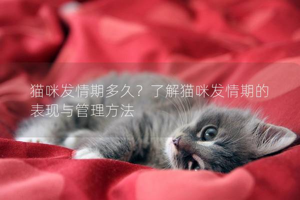 猫咪发情期多久？了解猫咪发情期的表现与管理方法