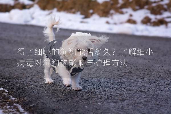 得了细小的狗狗能活多久？了解细小病毒对狗狗的影响与护理方法