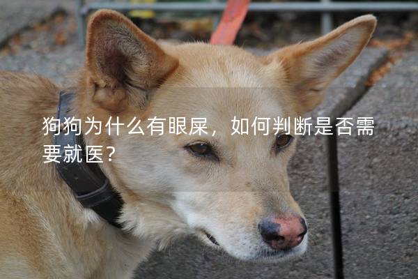 狗狗为什么有眼屎，如何判断是否需要就医？