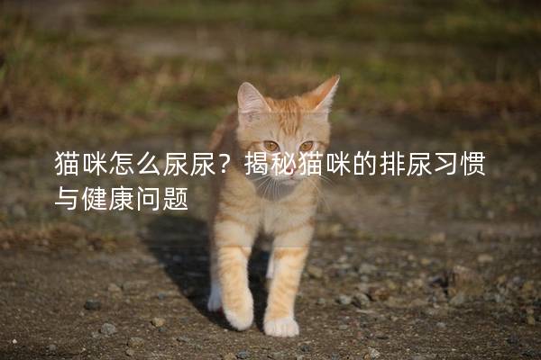 猫咪怎么尿尿？揭秘猫咪的排尿习惯与健康问题