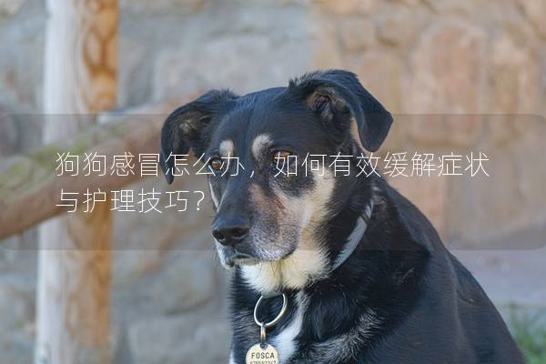 狗狗感冒怎么办，如何有效缓解症状与护理技巧？
