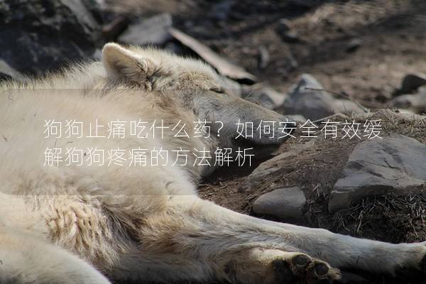 狗狗止痛吃什么药？如何安全有效缓解狗狗疼痛的方法解析