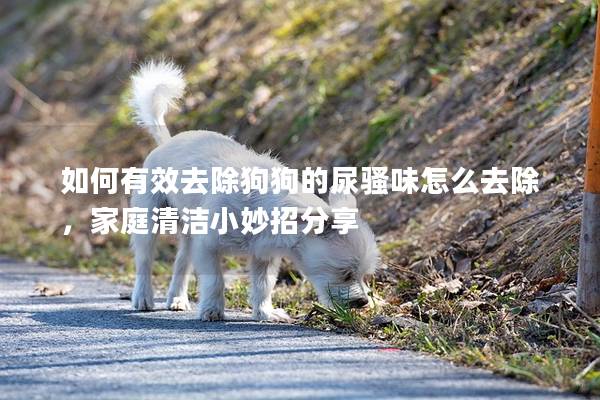 如何有效去除狗狗的尿骚味怎么去除，家庭清洁小妙招分享