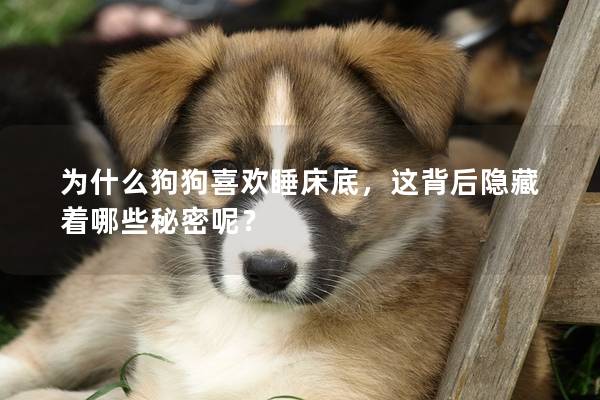 为什么狗狗喜欢睡床底，这背后隐藏着哪些秘密呢？