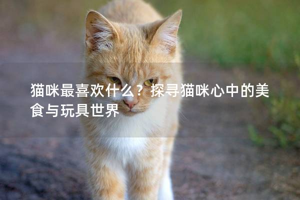 猫咪最喜欢什么？探寻猫咪心中的美食与玩具世界