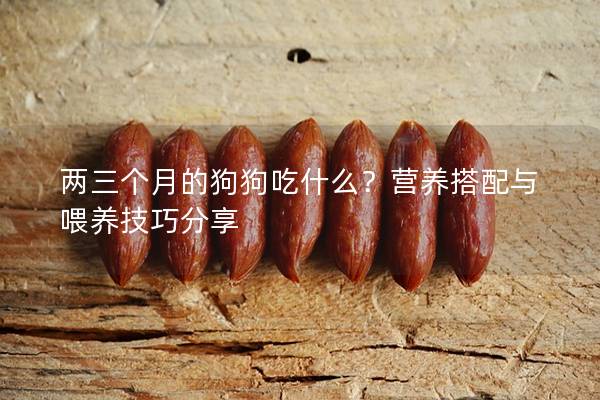 两三个月的狗狗吃什么？营养搭配与喂养技巧分享