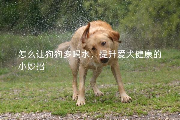 怎么让狗狗多喝水，提升爱犬健康的小妙招