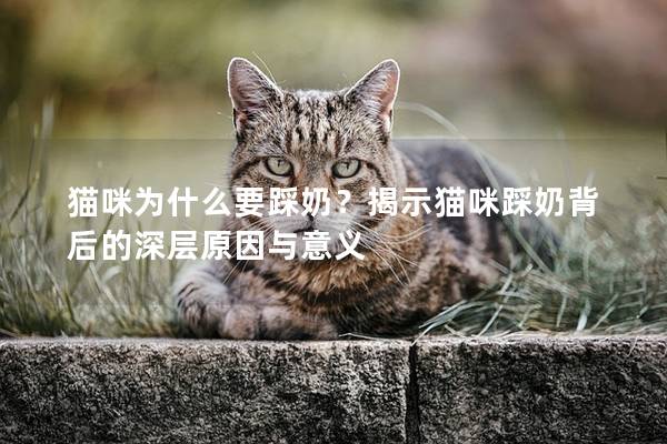 猫咪为什么要踩奶？揭示猫咪踩奶背后的深层原因与意义
